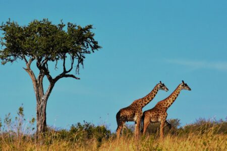 Sustainable Adventures: The Ultimate Guide to Eco-Friendly Travel in Africa